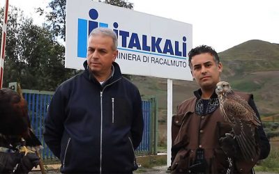 Bird Control presso le miniere di sale Italkali, con poiane e falchi