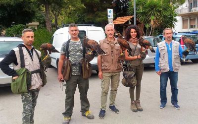 Ospedali riuniti Villa Sofia-Cervello di Palermo, rapaci per allontanare i piccioni